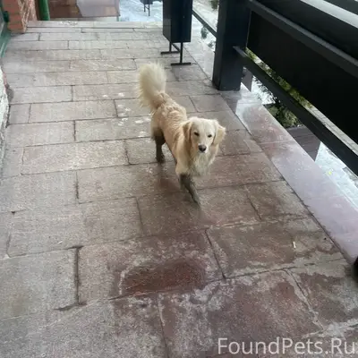 Пропала собака, Ликерка