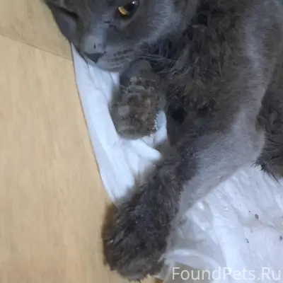 Найден кот, улица Садовая