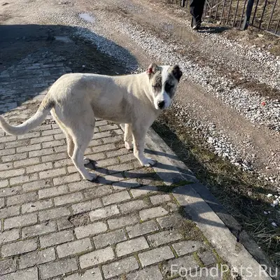 Найден тип собака, Новая деревня