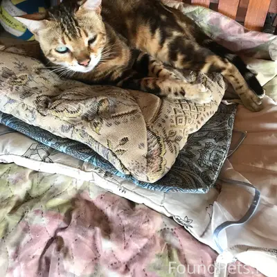 Пропала кошка Печка, Ягодный