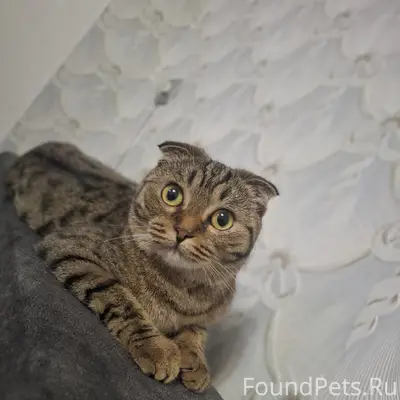 Пропала кошка Ева