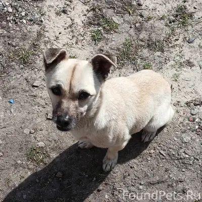 Найден метис, трасса на Троицкое