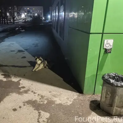 Найден хаски, около магазина 'Пятёрочка' на мжк