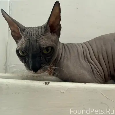 Найдена кошка, Орджоникидзевской район