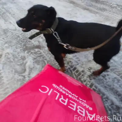 Найденна собака у магазина Магнит, Молокозаводская