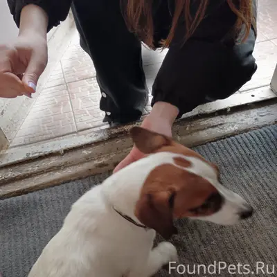 Найден тип собака, 4б микрорайон