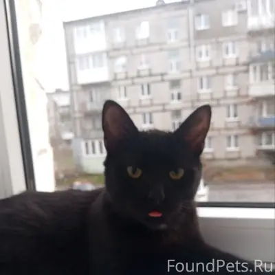 Пропал кот Мурат, г. Пионерский