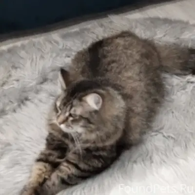 Пропал кот, 