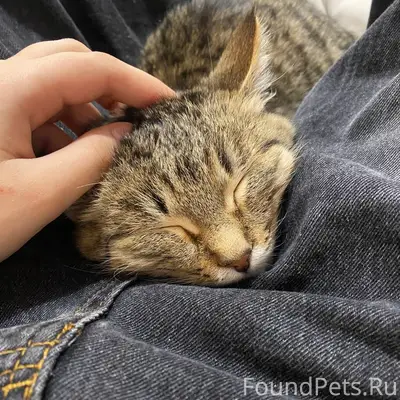 Пропал кот, ДЗФС