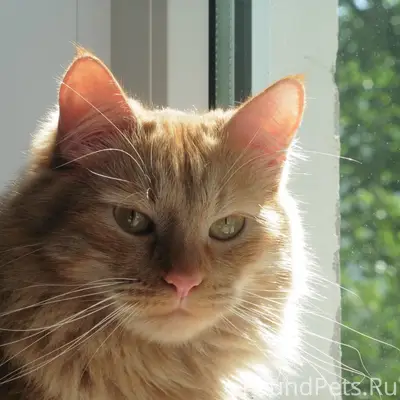 Пропал кот, район кузбасской дивизии