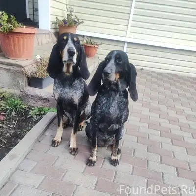 Пропали охотничьи собаки, район церкви п. Ракитное