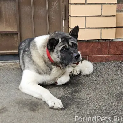 Найдена американская акита, Оренбург