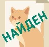 Найдена короткошёрстная кошка, Нижняя Первомайская