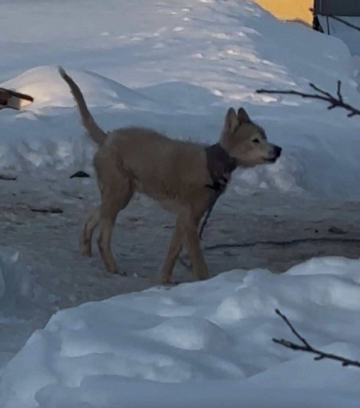 Пропал Хаски, Хардиково-Булгакова