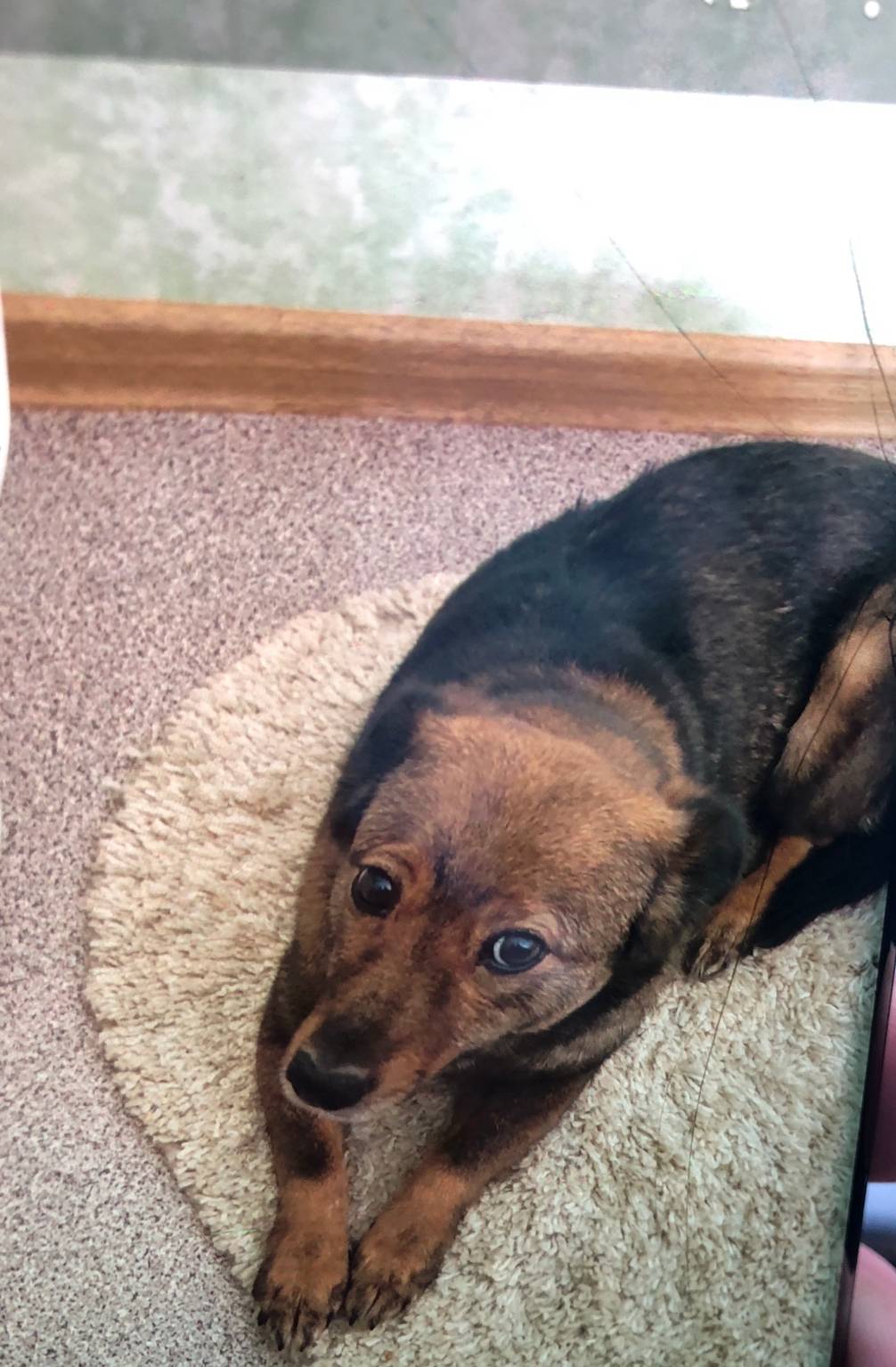 Пропала такса Чара, посёлок Безенчук