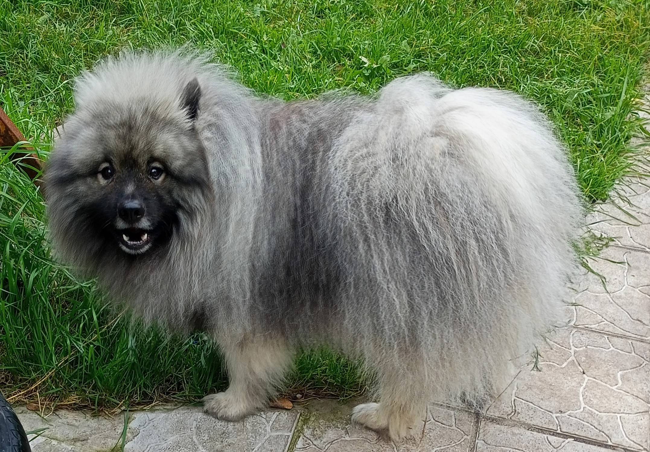 Пропала собака, деревня Роскино