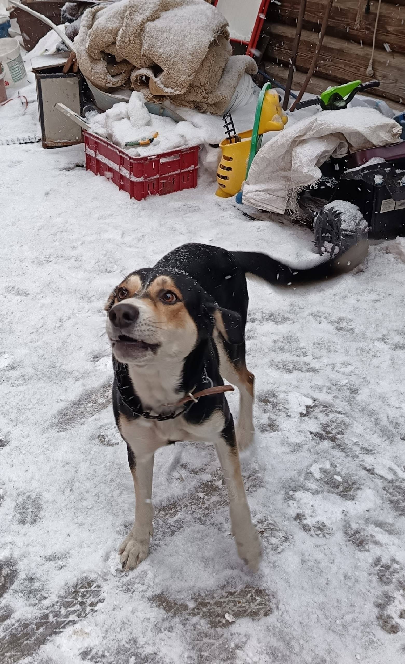 Пропал пёс, район Торгашино