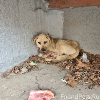 Найден щенок, Симферополь