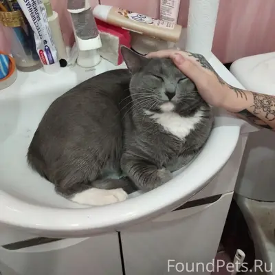 Пропал кот, Лодыгина