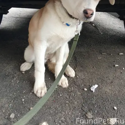 Найден щенок метис хаски/акиты, Крутые Ключи