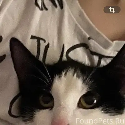 Пропал кот, Коммунальная ул.