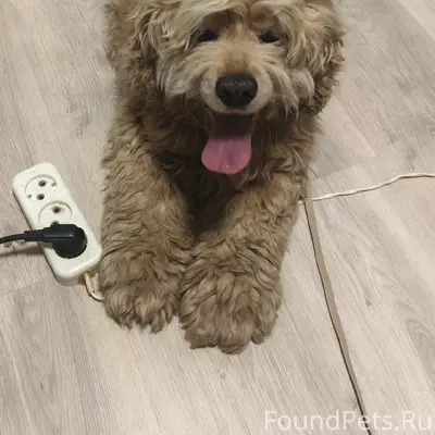 Найден кобель, похож на американского кокер-спаниэля, озеро