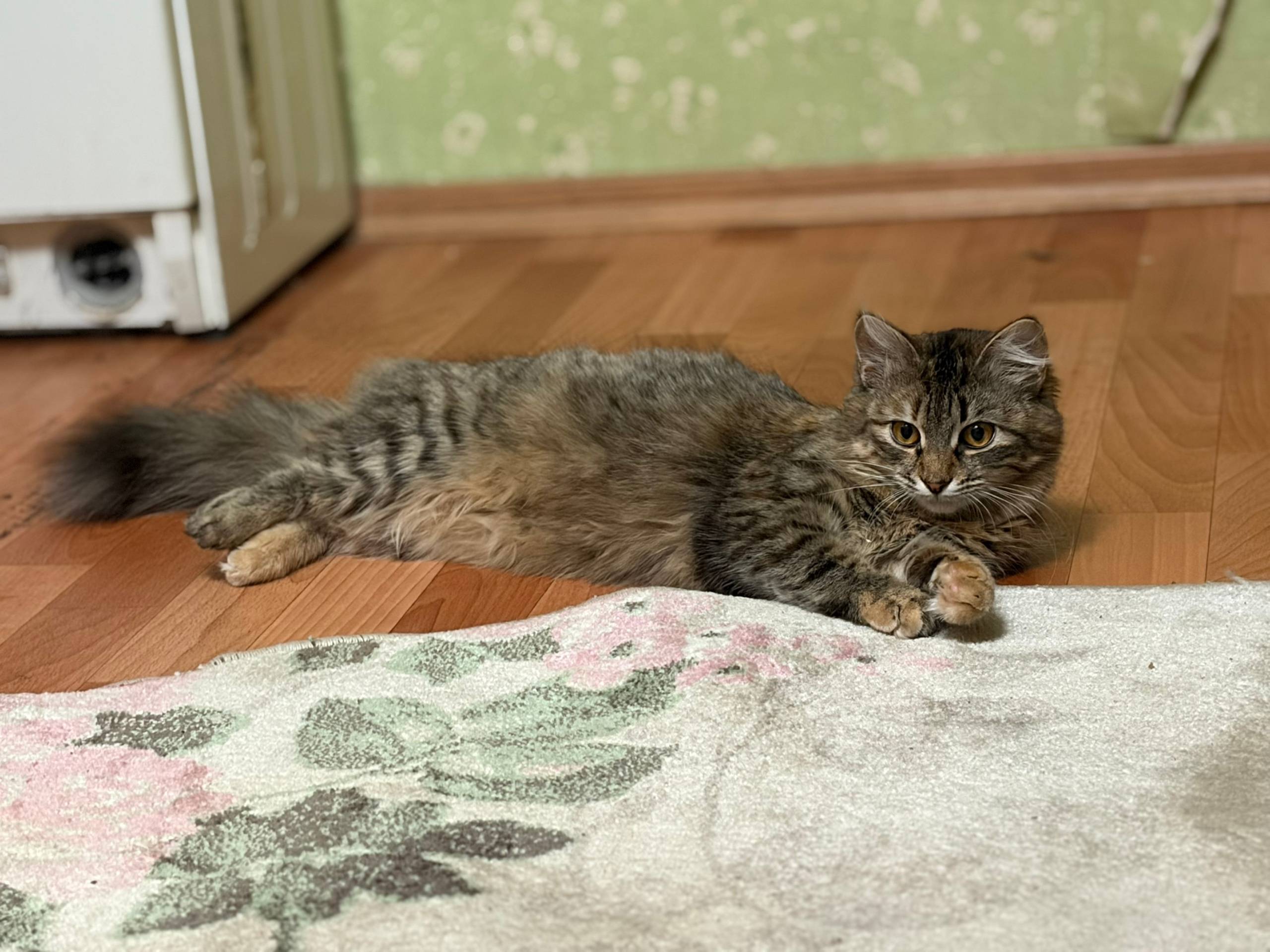 Пропала кошка, Заречье