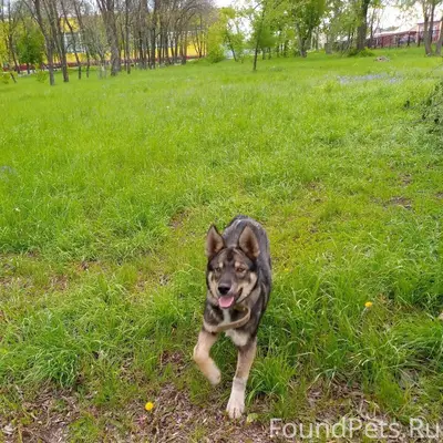 Пропал пёс Демон, район нефтяников