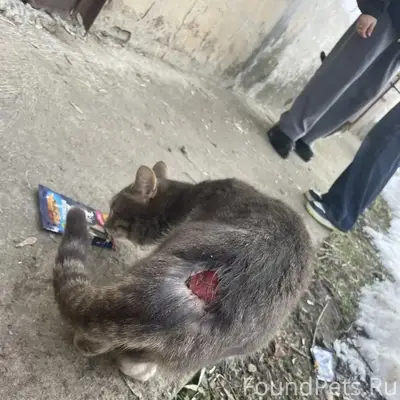 Найден котик с открытой раной, Калуга