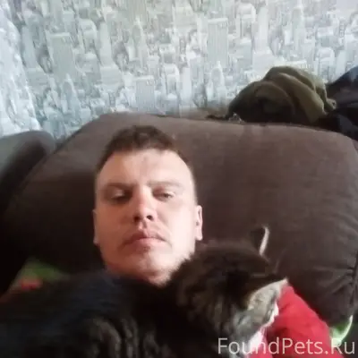 Пропала кошка Соня, улица кирпичного завода 25
