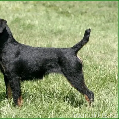 Пропала собака, район Доменщиков-Завенягина