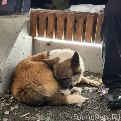 Найден тип собака, район ул. Урицкого