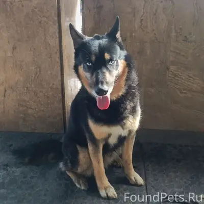 Пропал пёс Зевс, Обнинск