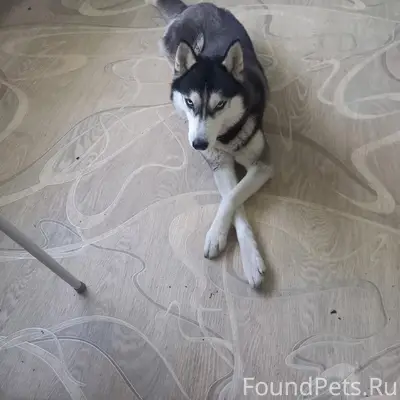 Пропала хаски Джесси, район СЭС