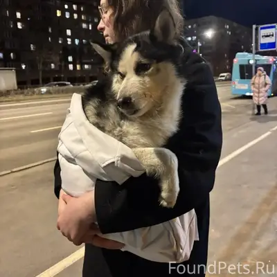 Найден фенотип хаски, Калининский район