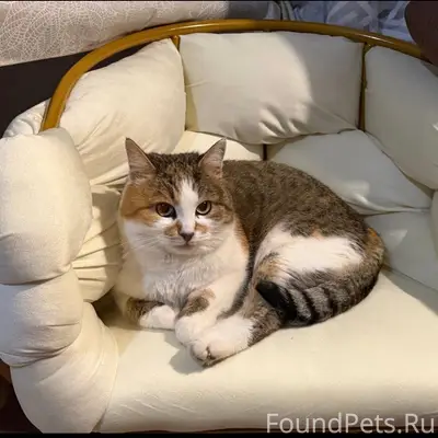 Пропала кошка Мурка, Салтыково