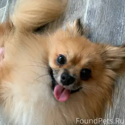 Пропал шпиц Малыш, деревня Шата