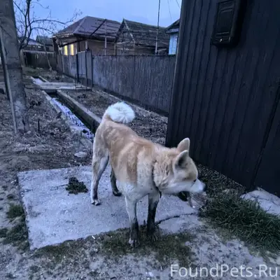 Найден пёс, [место: ул. Ново-Фрунзе, Северская]