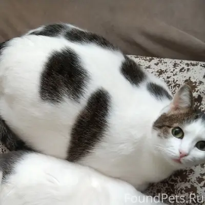 Пропала кошка Муля, Брянская 26