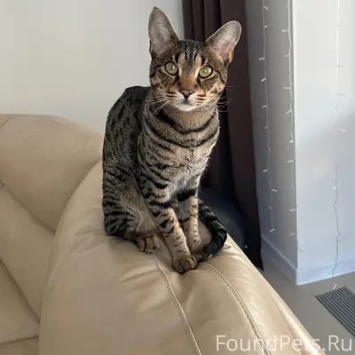 Пропал кот, Товарково