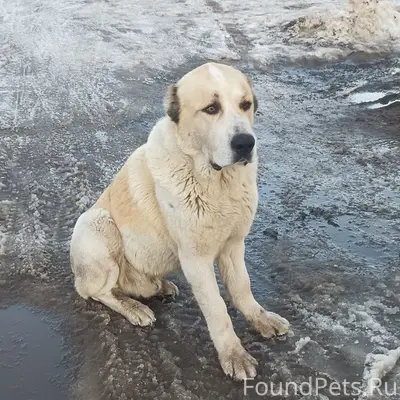 Пропала собака, Заволжск