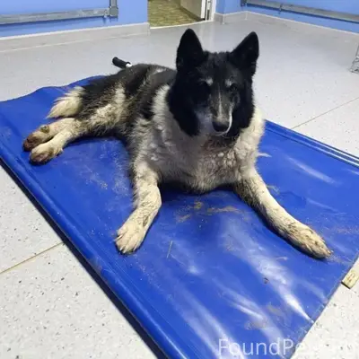 Найдена собака, Новоникольск, Талдом