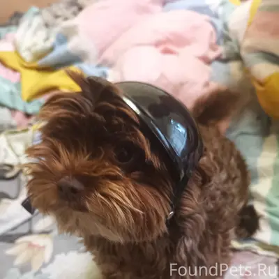 Пропала собака, пос. Кулотино