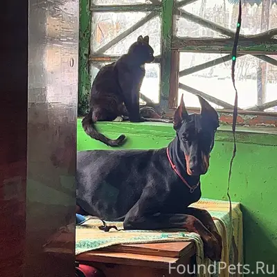 Пропал доберман, без указания места