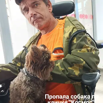 Пропал шоколадный йорик Космос, п. Кулотино