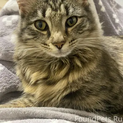 Пропала кошка, район Красноармейской