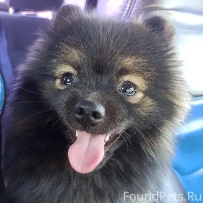 Пропала собака, металлург