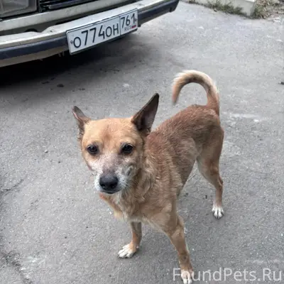 Пропала собака, школа 24