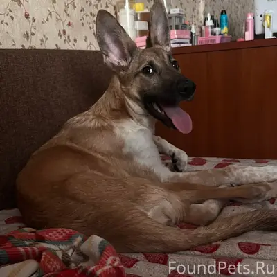 Пропала собака Даффи