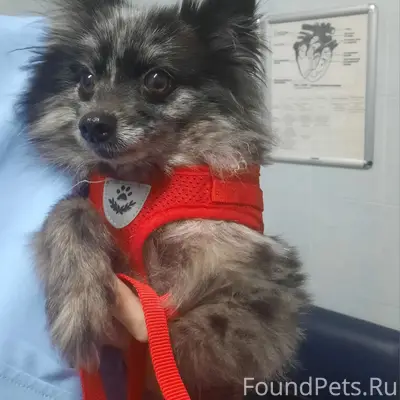 Найден померанский шпиц, пр. Просвещения